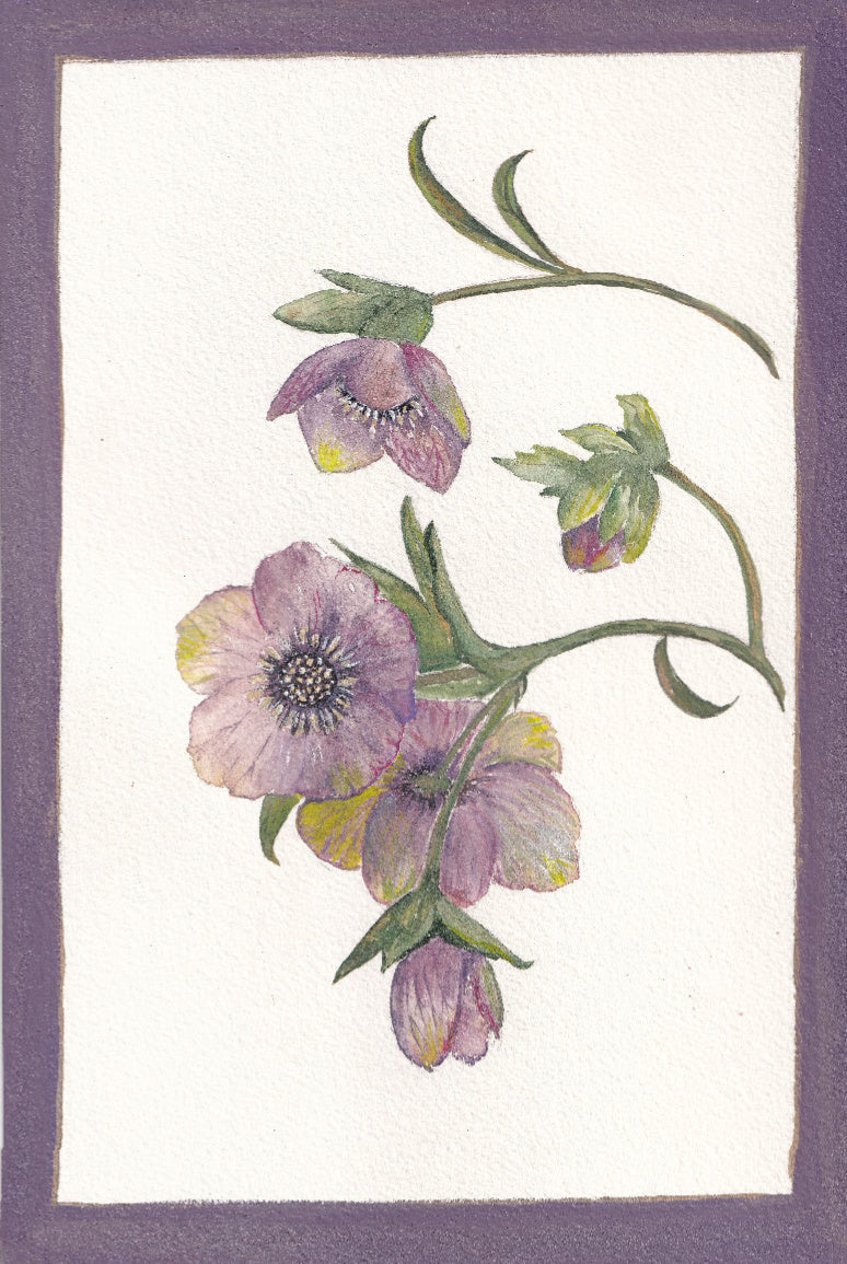 Helebores
