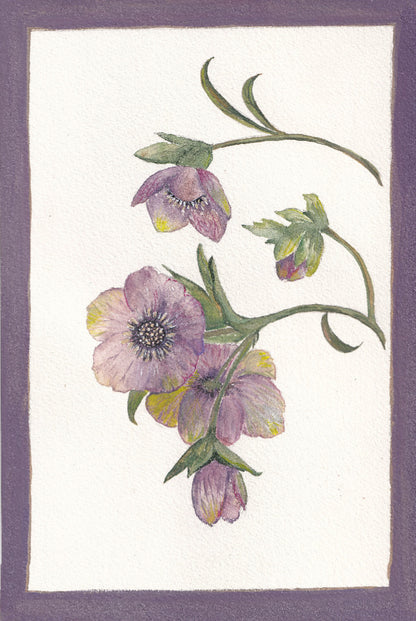 Helebores