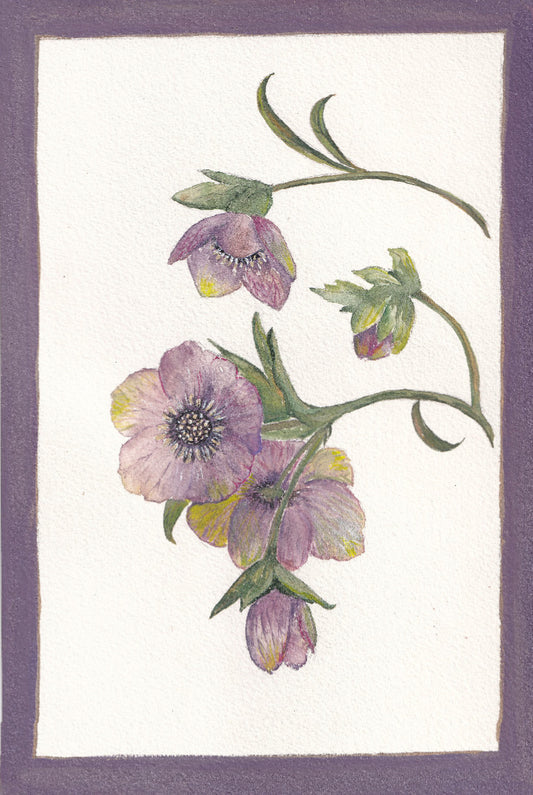Helebores